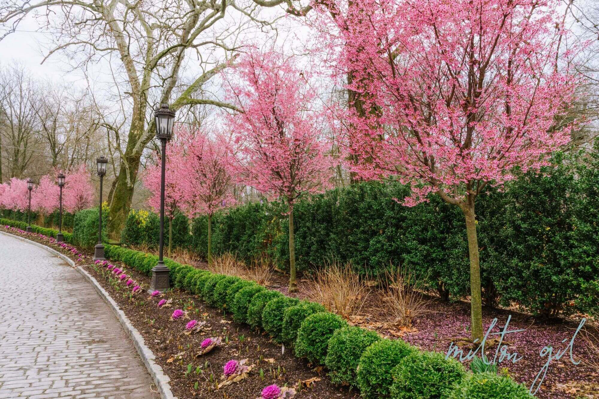 Cherry Blossom Gardens — Nanina's in the Park